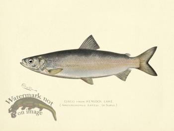 Cisco from Hemlock Lake